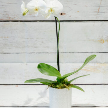 Phalaenopsis Moth Orchid