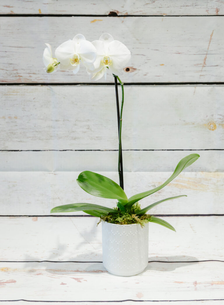 Phalaenopsis orchid plant gift