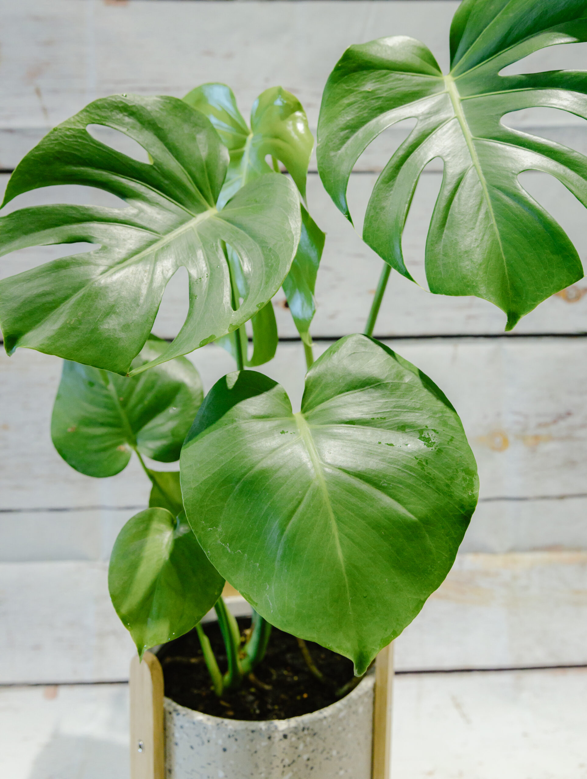 Can You Put A Monstera Leaf In Water