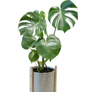 Deliciosa Monstera Plant