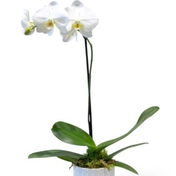 Phalaenopsis Moth Orchid